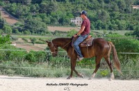 Semaine travail du cheval avec Julian FROISSARD - 2 au 6 Mars 2026