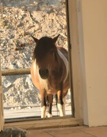 Dartagnan (le poney)